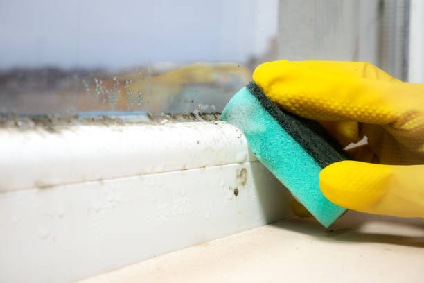 Best Fast Mold Removal  in Tomah, WI