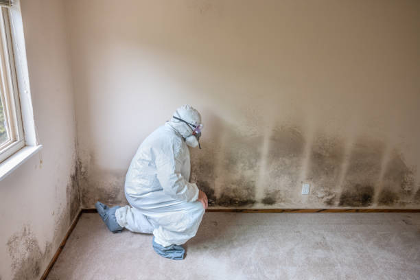 Best Emergency Mold Removal  in Tomah, WI