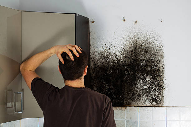 Best Mold Inspection  in Tomah, WI