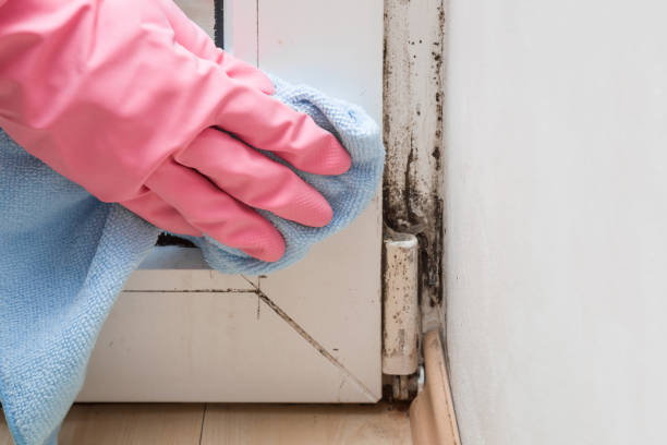 Best Local Mold Removal Service  in Tomah, WI